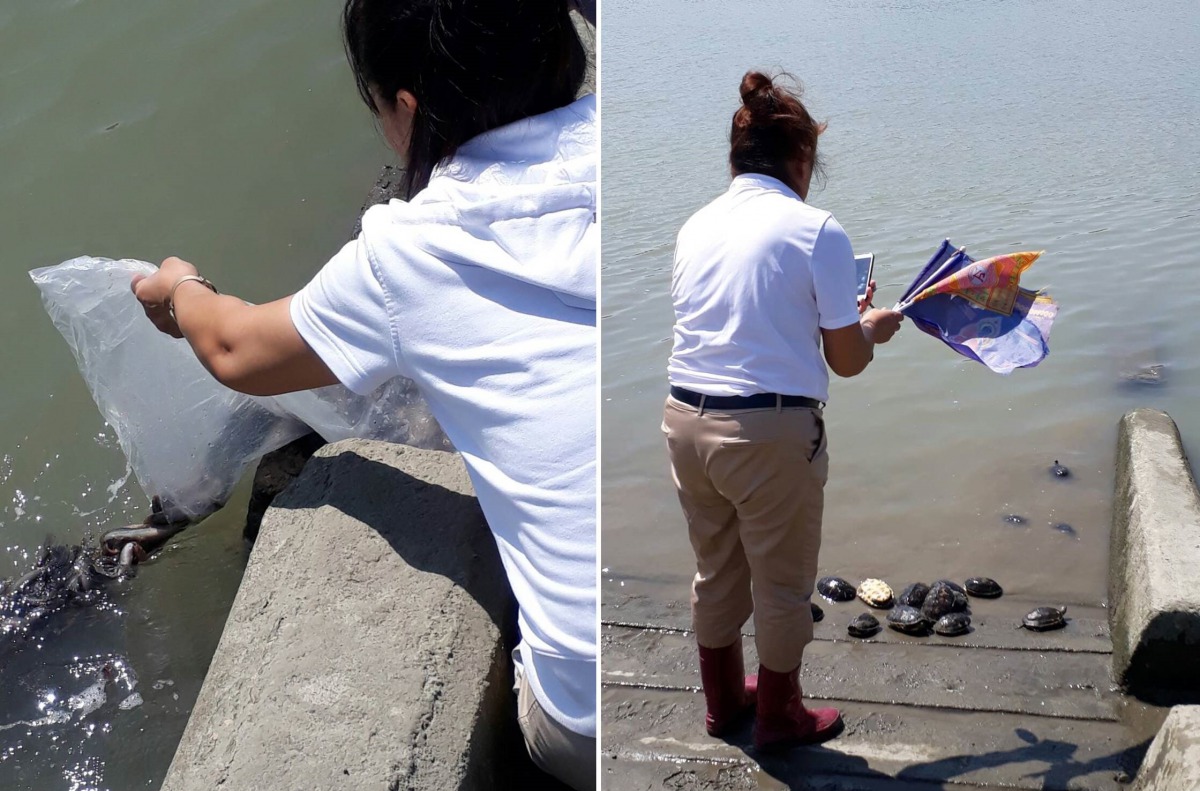 放生者將泥鰍倒入水中,並把淡水龜放在水邊拍照留念。台北市動保處/提供