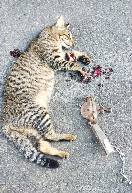  這隻浪貓拖著無法擺脫的捕獸鋏在工地穿梭，所幸剛被夾到就被人發現，送醫得早，還有機會復原。張先生/提供