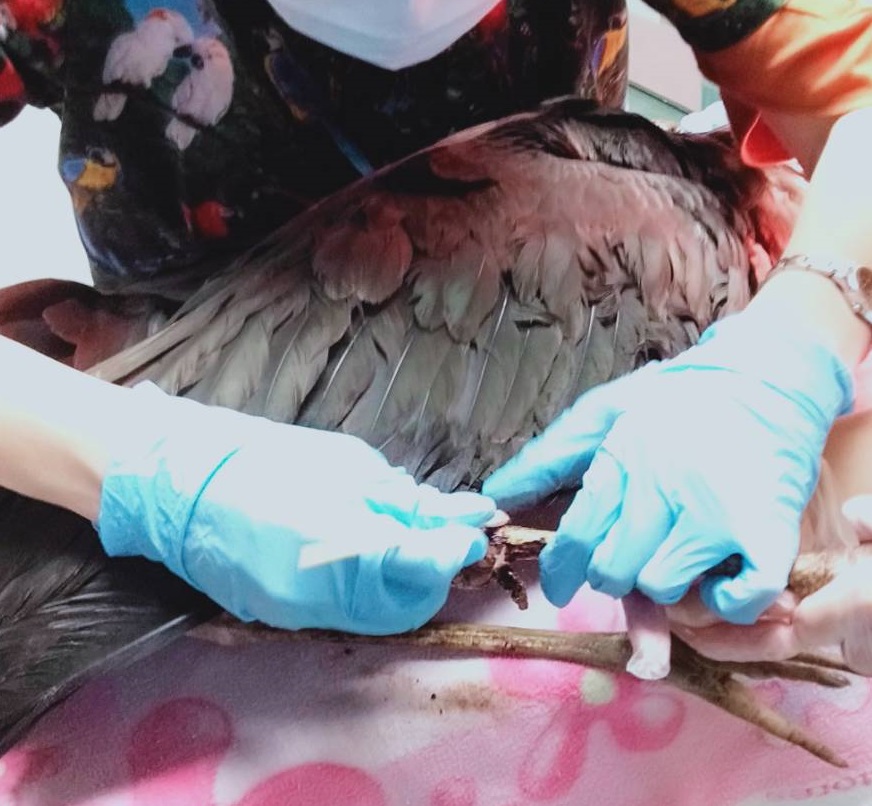 黑鸛在台大動物醫院接受治療。新北市動保處/提供