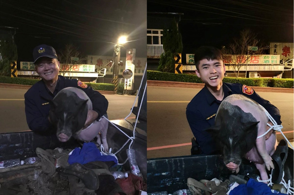 所長林來進與警員徐綾駿趕到現場將豬隻「保護管制」。翻攝自「三峽警好讚」粉絲專頁