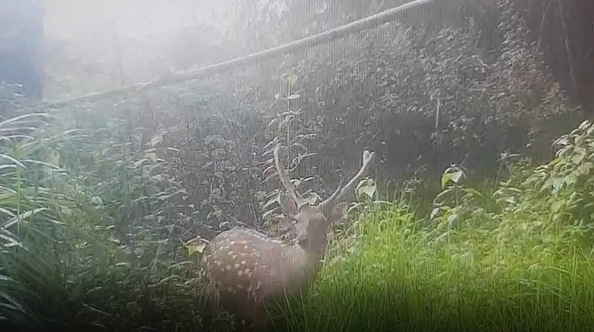 友善耕作展現成效,當地常見到野生動物出沒。林務局屏東林管處/提供