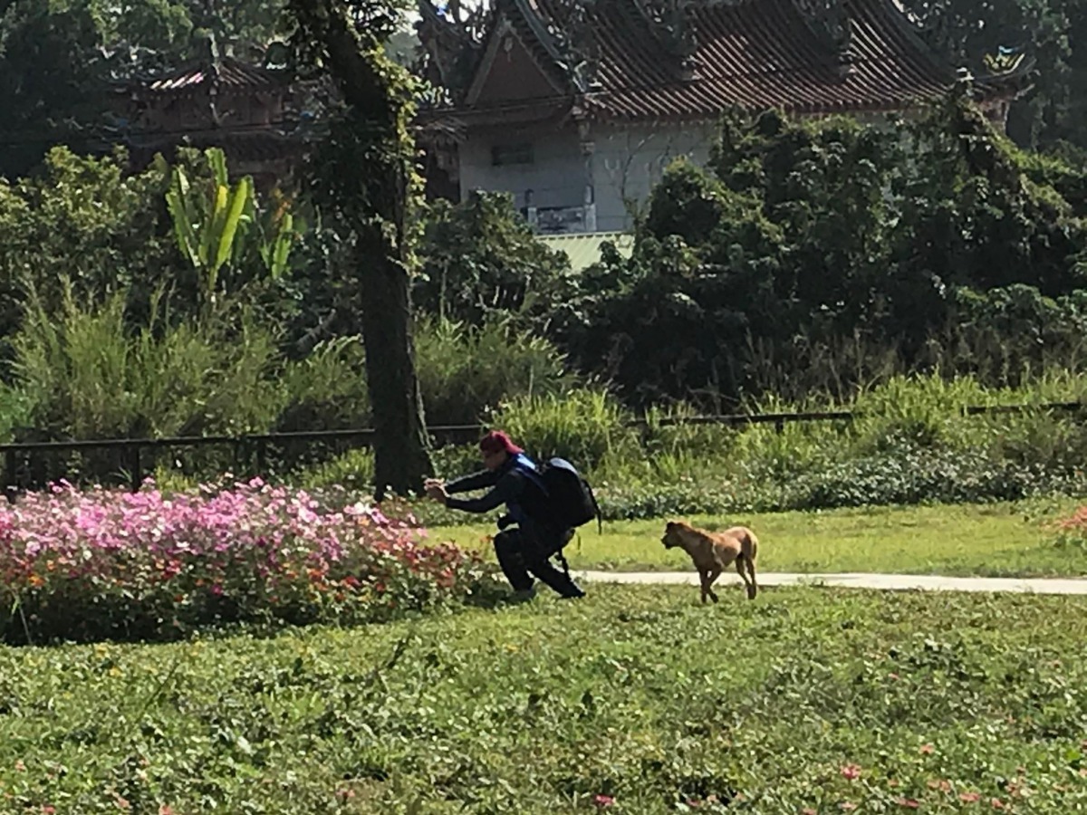 黃狗在園區內到處閒晃。台南山上花園水道博物館粉絲專頁