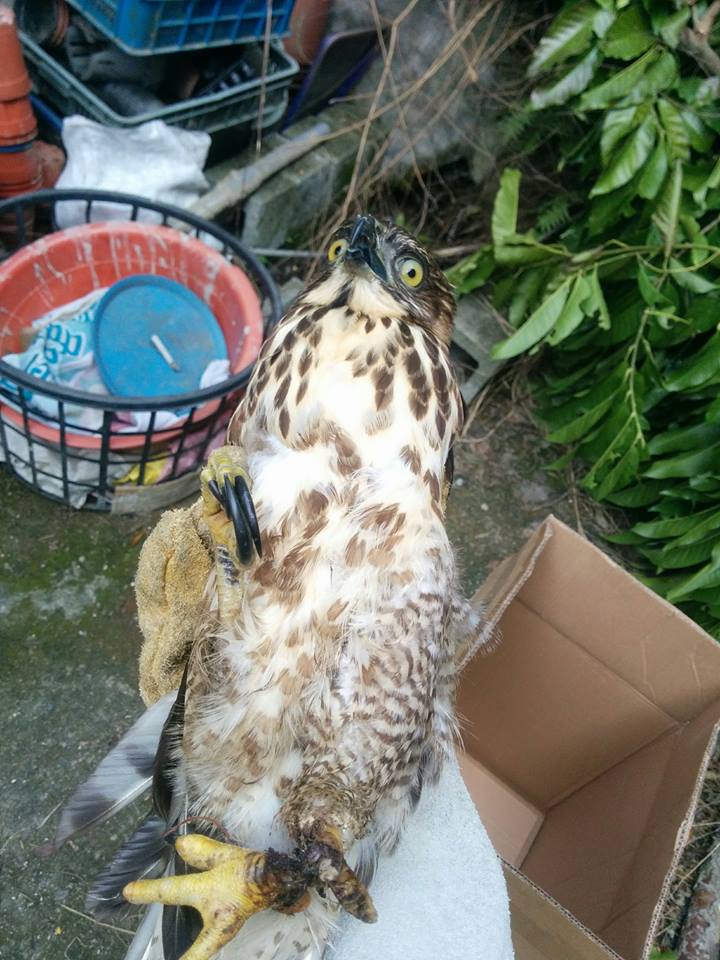 猛禽遭捕獸鋏斷爪，等於失去求生能力，圖中的鳳頭蒼鷹便是無回歸自然的可能，僅能安樂死。台灣動物新聞網資料畫面，野生動物追思會/提供