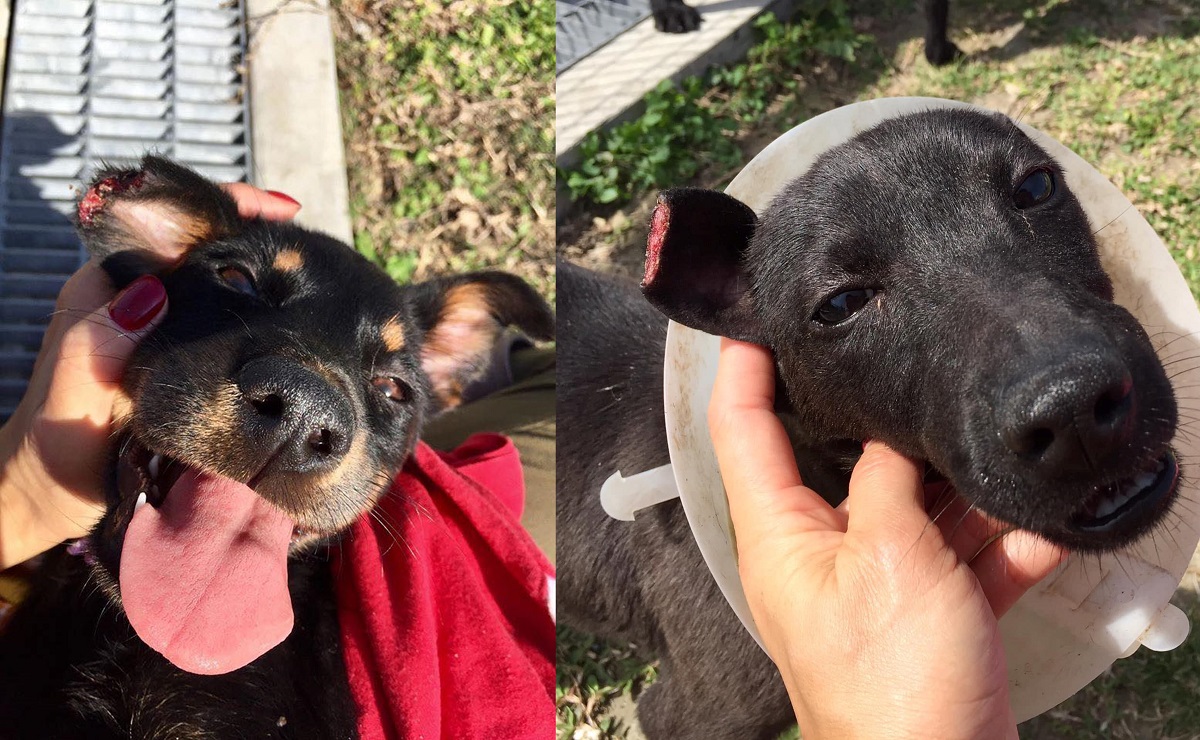 志工抗議新屋收容所獸醫師為絕育犬隻剪耳時常有剪耳的範圍過大、剪錯耳或剪雙耳等情形。翻攝自網路