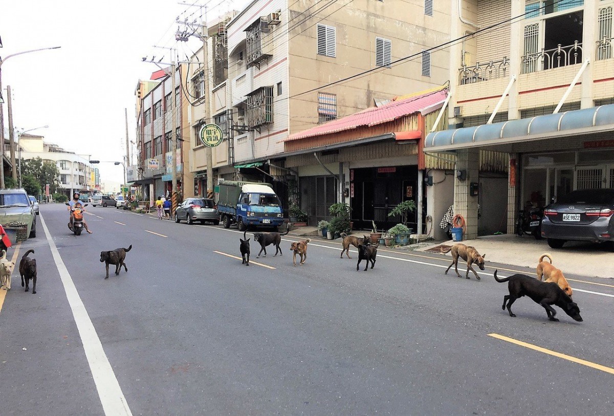 遊蕩犬貓在道路上活動可能影響交通安全。嘉義縣警察局/提供