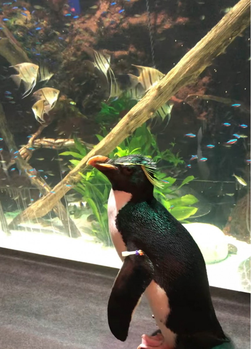 32歲的跳岩企鵝「惠靈頓」最喜歡的是位於亞馬遜區的紅蓮燈魚，五顏六色的紅蓮燈魚讓牠久久不願離去。翻攝自臉書