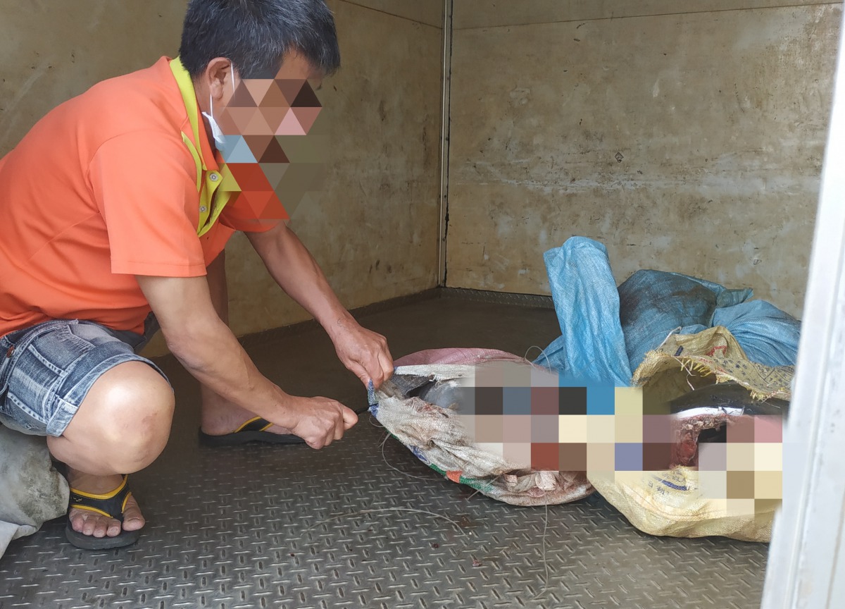海巡破獲97公斤疑似鯨豚肉之肉塊。海巡署/提供