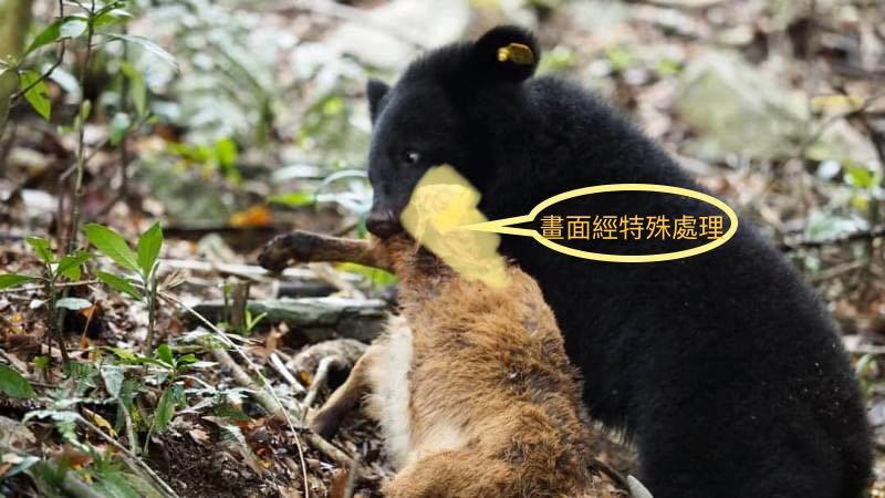 廣原小熊「Mulas」成功捕獲小山羊。翻攝自台東林管處粉絲專頁