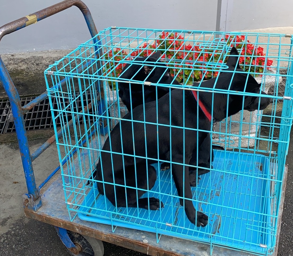 兩隻狗連同狗籠棄養在板橋動物之家門口。新北市動保處/提供