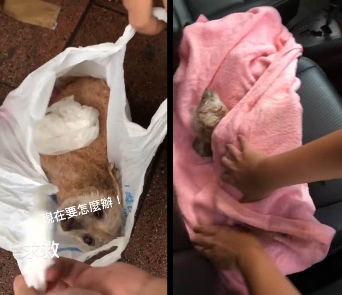 狗狗全身濕漉漉的，不知已經受困多久，而垃圾袋口還被打上死結。翻攝自爆怨公社