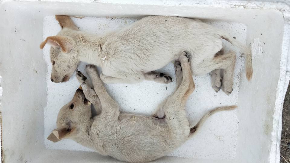 張先生也呼籲飼主替自己的寵物結紮，不要任憑家犬生了一堆幼犬，養不起又隨便亂丟，傷害生命也製造悲劇。張先生/提供