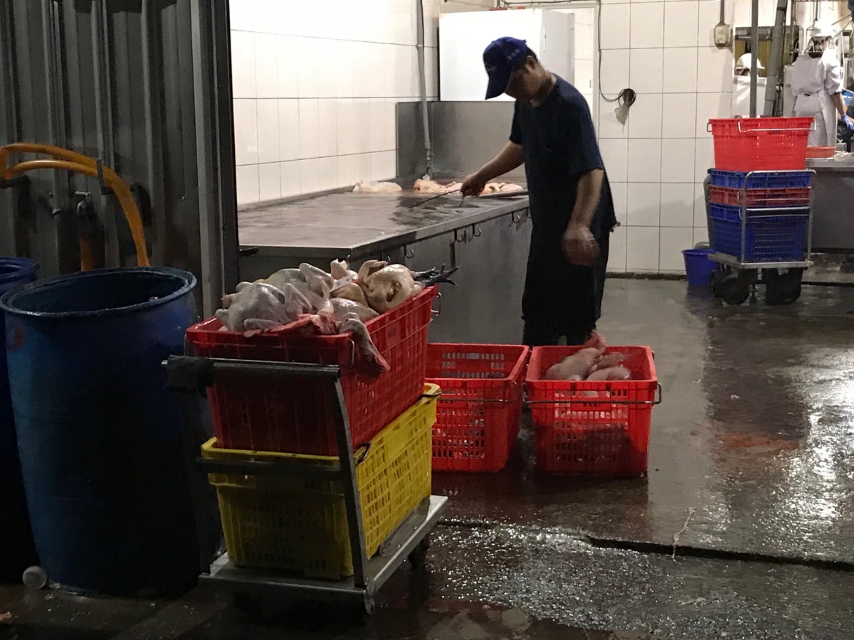 新北市家禽屠宰場傳出今年第一起感染禽流感病毒案例。新北市動保處/提供