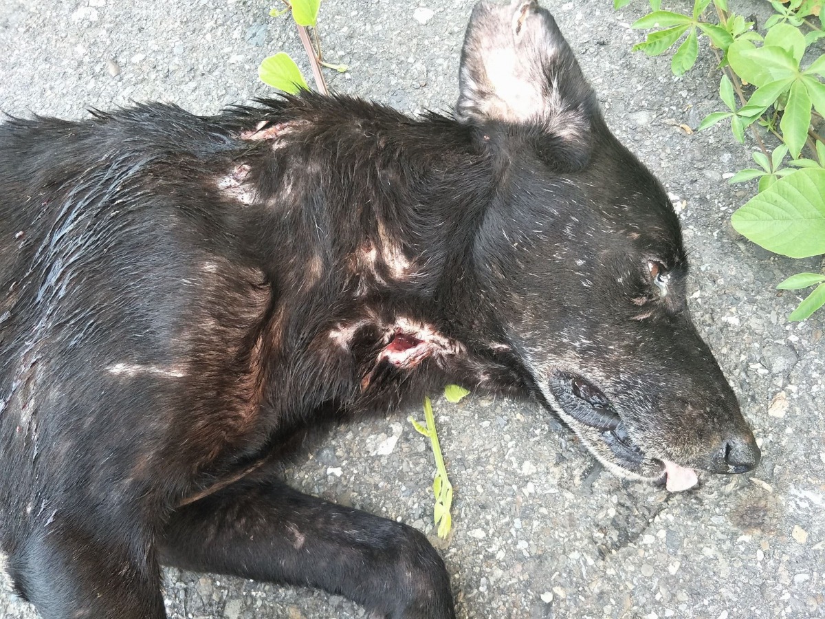 最新的受害狗「黑黑」，目前還在醫院治療。呂小姐/提供