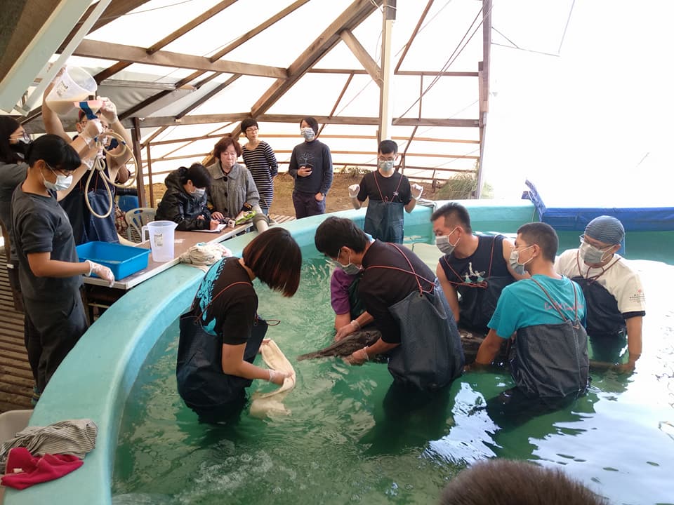 由於這3隻糙齒海豚游泳平衡不佳，也無法自行進食，需由志工輪班協助灌食、下水保定。成大海洋生物及鯨豚研究中心/提供