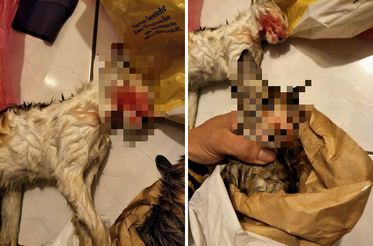 張先生認為，曬衣架的高度僅略高於成人，且2隻同時摔死的可能性不高，懷疑貓咪遭虐死。張先生/提供