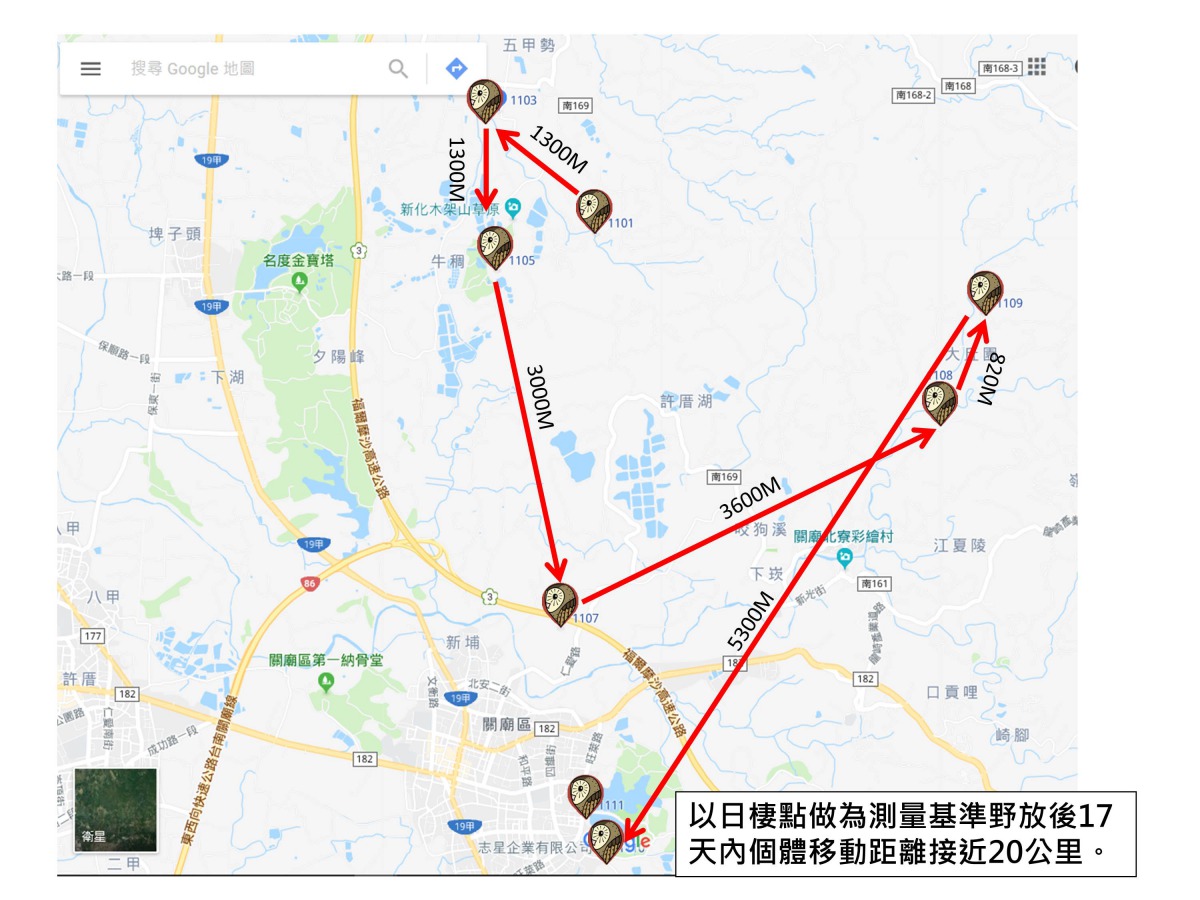 研究發現草鴞居無定所，且日棲地常在人類活動範圍內。臺南市野生動物保育學會/提供