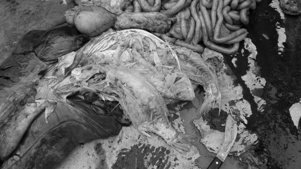 成大將取牠的胃內的魚來鑑定魚種，以瞭解食源。成大海洋生物及鯨豚研究中心/提供（圖片已做變色處理）