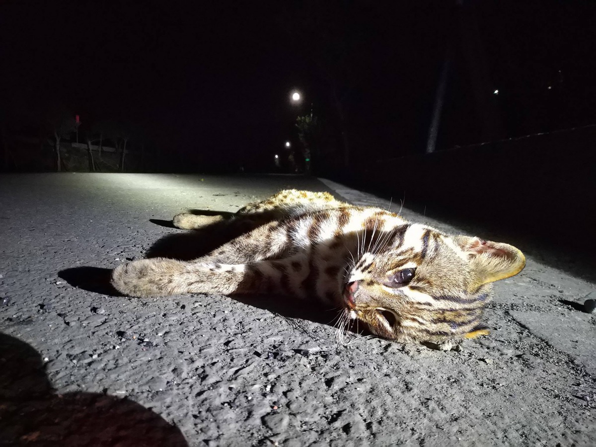 命喪黃泉的石虎,是這條公帶奪走的第4條石虎生命。貓徑地圖王小明/提供