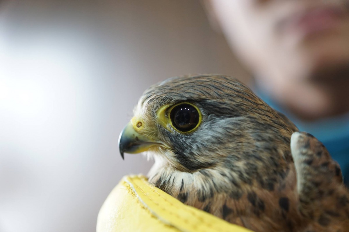 為了讓牠早日回到大自然，獸醫師決定為牠「接羽」。台灣猛禽研究會/提供