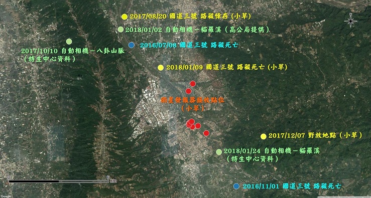 特生中心整合小草的相關點位資料，以及鄰近石虎路殺或自動相機發現點位，可看出貓羅溪是石虎族群利用的環境和重要的生態廊道 。特生中心/提供