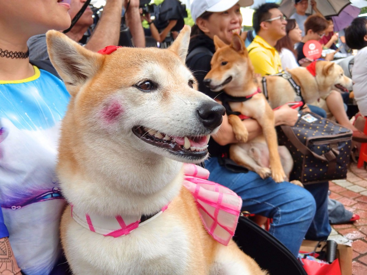 許多飼主帶寵物前來參與。陳璽安/攝