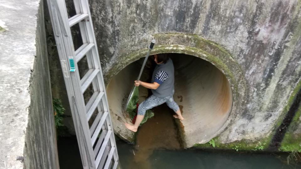 動保員使用網具捕獲貓隻，過程中貓隻並未大力抵抗，救援過程順利。新北市動保處/提供