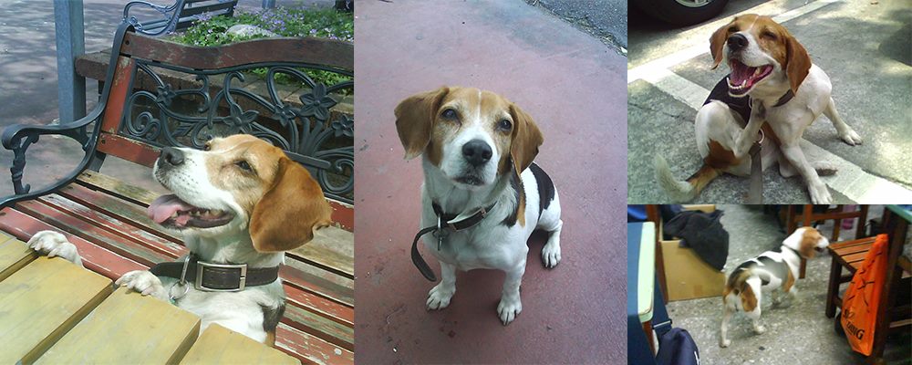 大小姐陪伴中和高中的學生走過將近12年,帶給師生許多美好的回憶。新北市動保處/提供