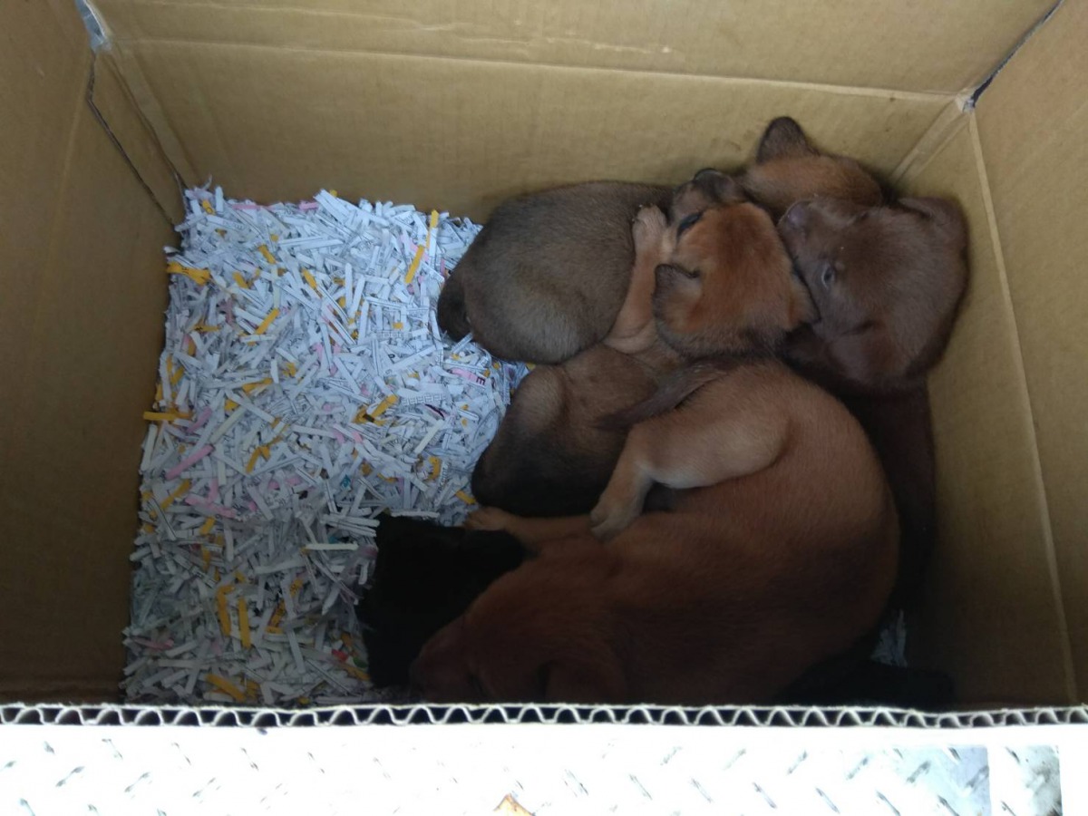 台南市動保處根據現場狀況判斷應是民眾無法照顧而棄養。台南市動保處/提供