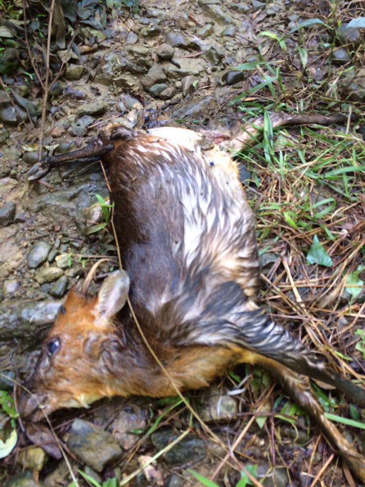 數隻山羌因不明原因死亡，已排除狂犬病。取自特生中心路殺社