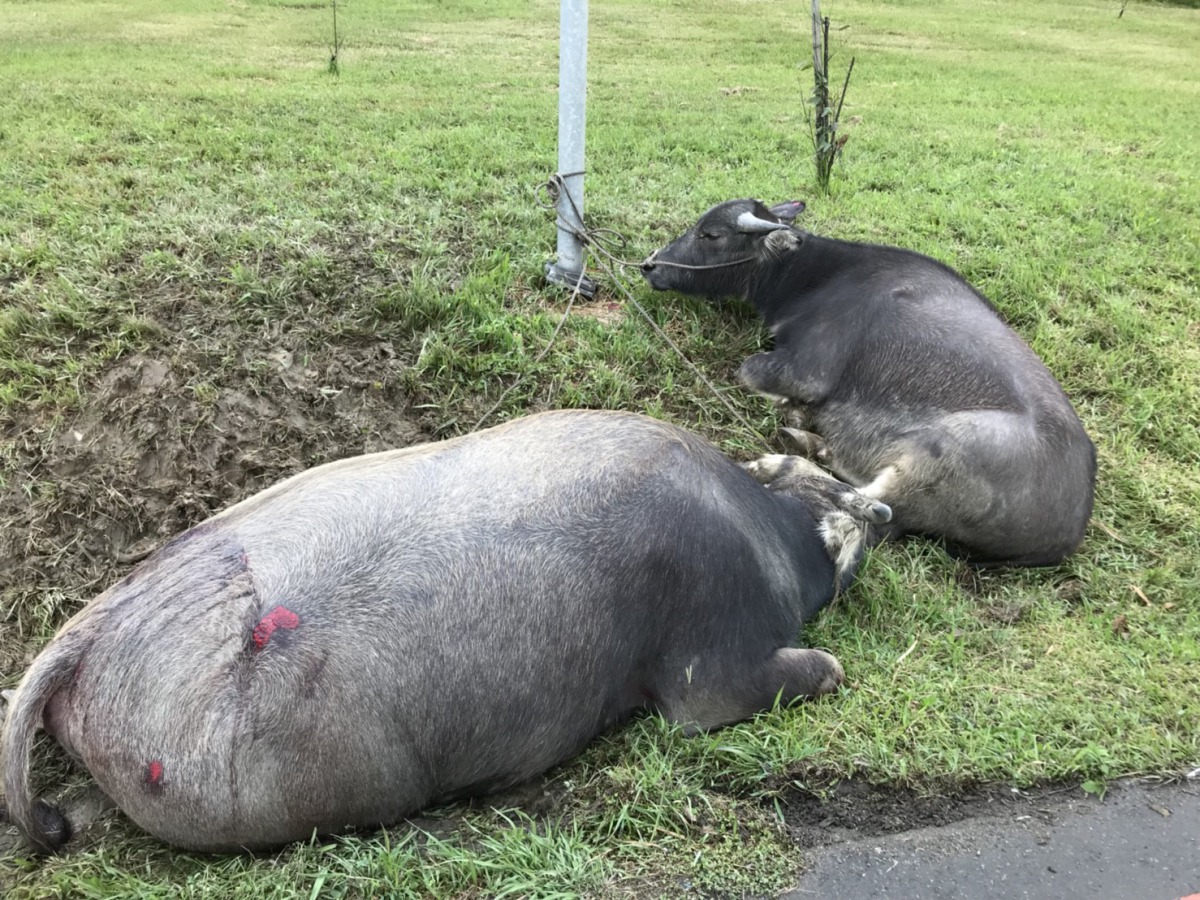李姓飼主在三峽區白雞竹崙里飼養水牛多年，有時牛隻會自行跑到河岸吃草，這次飼主也是接獲員警通知才知道水牛不見了。新北市動保處/提供