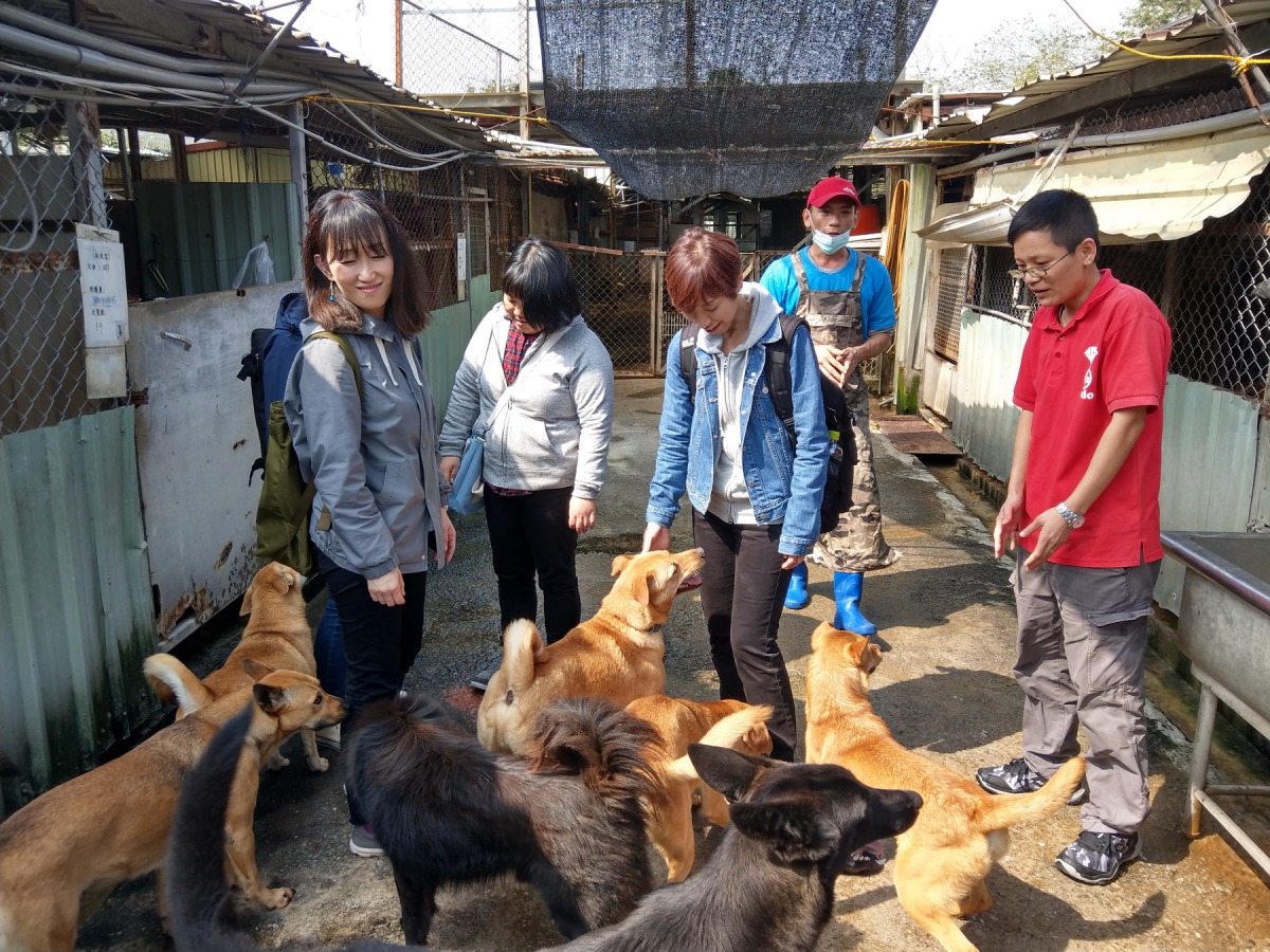 日本訓犬學校D.I.N.G.O. Japan代表團日前來台參訪交流,帶八里保育場犬隻散步。陳璽安/攝