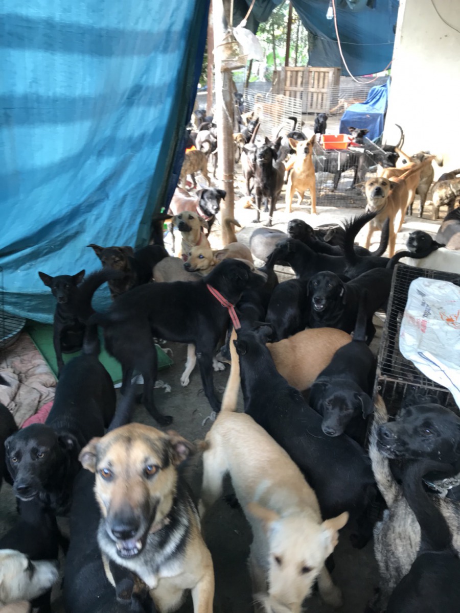 TSPCA籲防疫所盡速協助將犬隻植入晶片以控管數量，同時儘速將未絕育的犬隻絕育，避免犬隻數量增加。TSPCA/提供