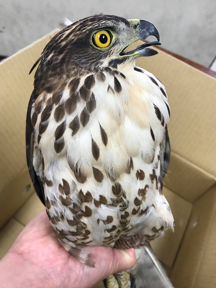 鳳頭蒼鷹在國小校園撞到玻璃窗戶，目前還在靜養中。曾翌碩/提供