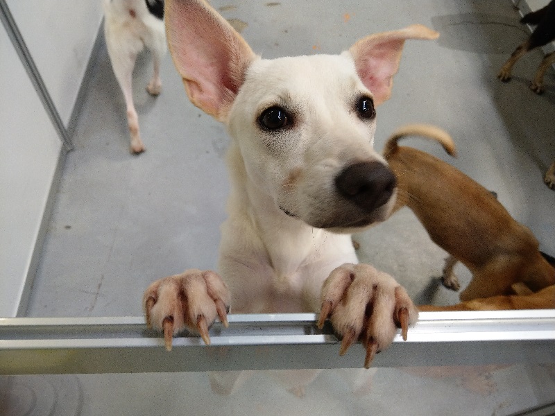 動保團體帶來許多活潑親人的毛孩子,期待為牠們找個新家。陳璽安/攝