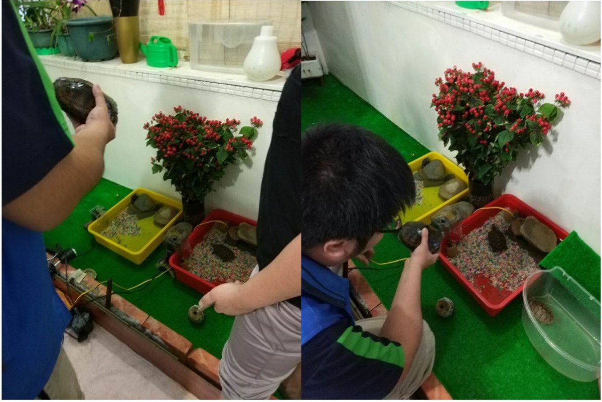   梁姓民眾表示這隻柴棺龜是朋友送的，雖然知道是保育類動物，但不知飼養違法。新北市動保處/提供