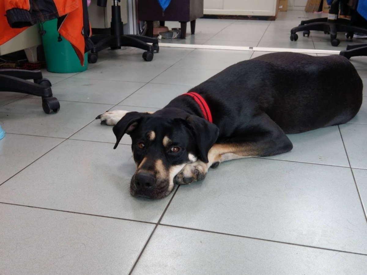 帥氣的大狗「小草」目前已有民眾認養。陳璽安/攝