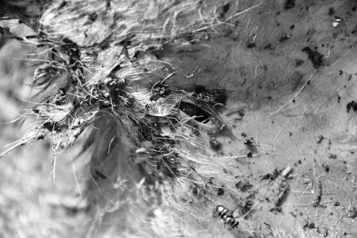 由於山羌身上有明顯的犬隻齒洞，推測為遭犬隻攻擊致死，圖片已變色處理。林先生/提供。