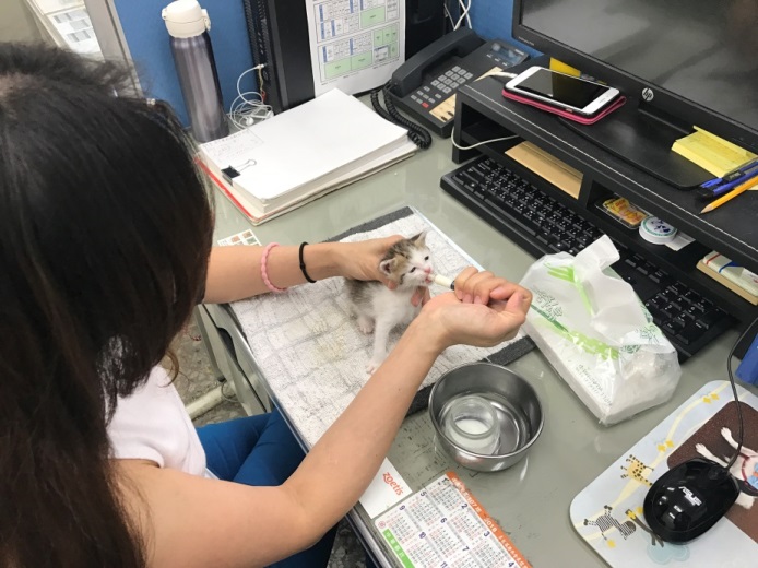 奶貓照顧不易，由貓媽媽來照顧對奶貓來說才是較好的安排。新北市動保處/提供