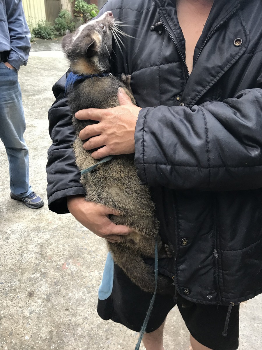 胡家人與白鼻心互動親密，動保所認為胡先生確實僅將牠當作寵物，沒有販賣意圖，因此根據《野保法》處行政罰鍰1萬元，並將白鼻心沒入。基隆動保所/提供