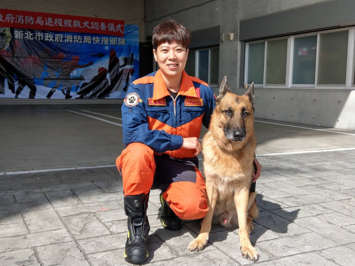 10歲德國牧羊犬無敵是不具名民眾贈予作為搜救犬，退休後由土城控犬隊成員羅浩芳認養。陳璽安/攝