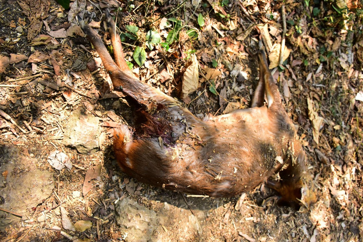 林先生發現一隻死亡山羌下半身有明顯的犬隻齒洞，推測為遭犬隻攻擊致死。林先生/提供