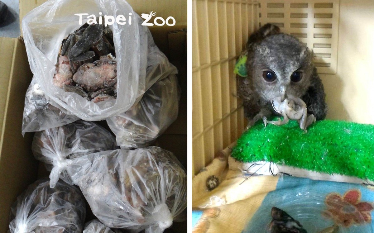 台北市立動物園提供17公斤的斑腿樹蛙作為救傷猛禽的糧食。(左)台北市立動物園/提供，(右)台灣猛禽研究會/提供