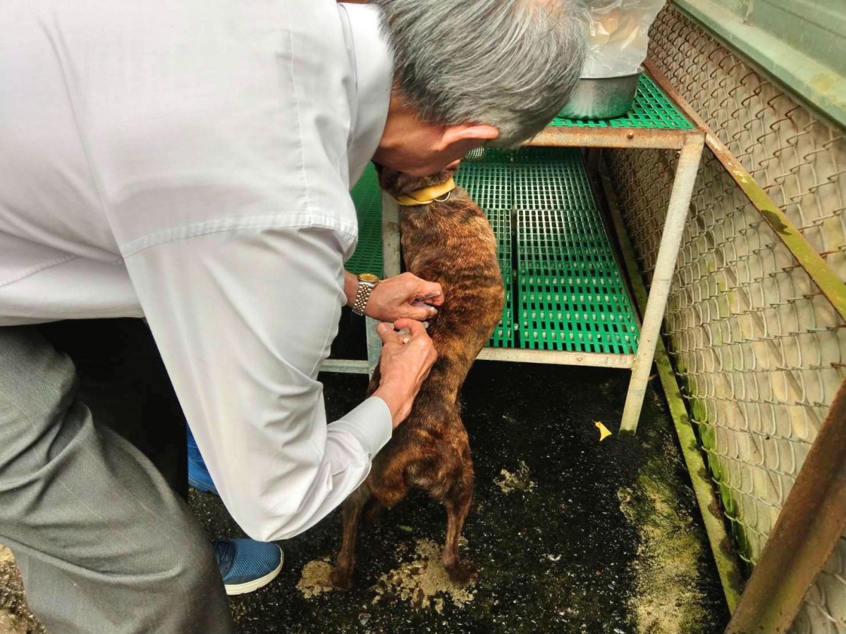 具有獸醫師執照的APA理事長李朝全為狗狗打針。陳璽安/攝