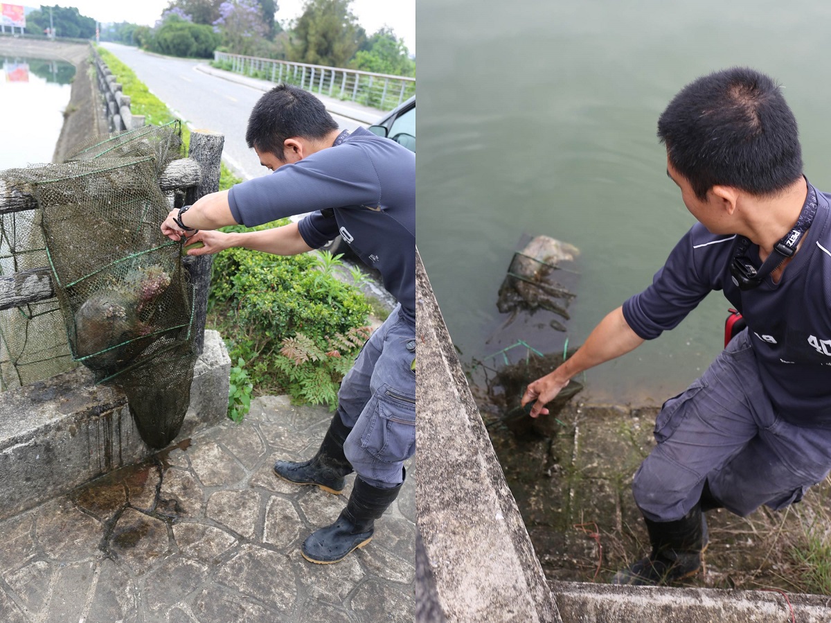 台北市立動物園研究人員梁彧禎協助撈起網具。金門縣政府建設處農林科/提供