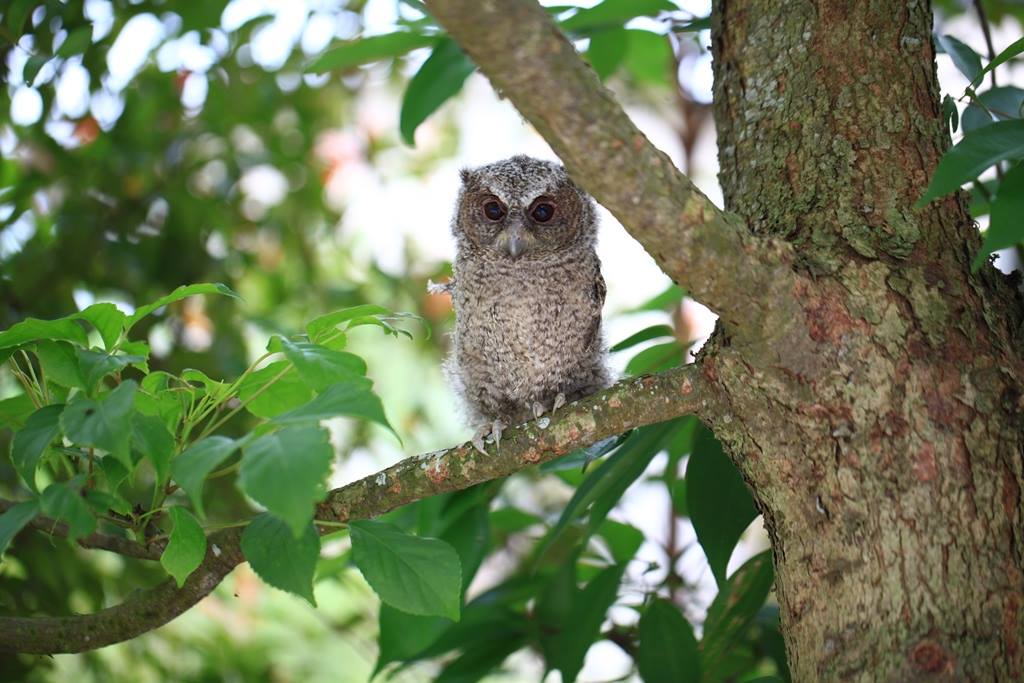 領角鴞生活習性特殊，使之成為都市裡常見的貓頭鷹之一。曾翌碩/提供