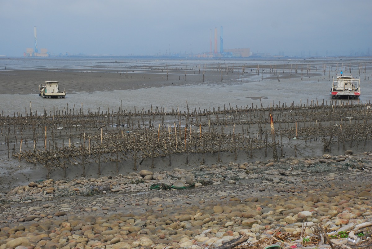 開發造成的淤泥，對當地生態、養蚵漁民皆造成影響。中華民國野鳥學會/提供