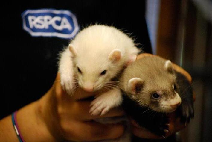 RSPCA致力於防止虐待動物、提升人們的仁愛之心、減輕所有動物遭受的苦難。取自Flickr