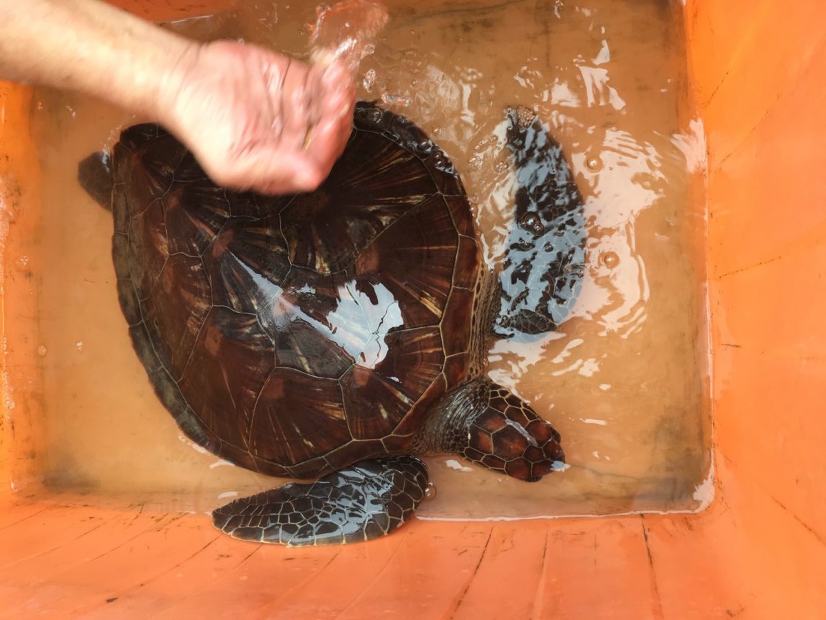 這隻綠蠵龜活力良好無明顯受傷,動保員於當日下午將牠野放。新北市動保處/提供