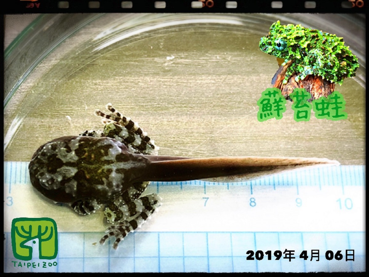 「苔蘚蛙」蝌蚪長出前後腿。楊志平/攝