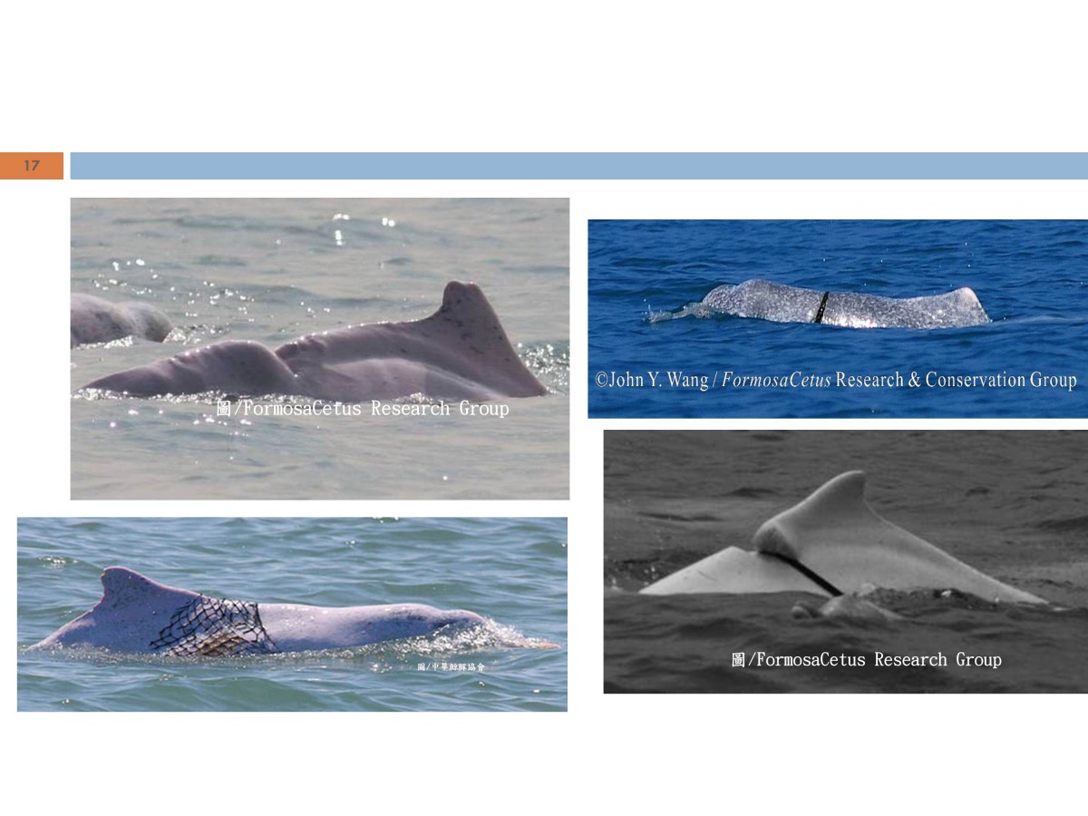 環團指出,三分之一的白海豚都曾被漁網勒纏。翻攝自蠻野心足生態協會簡報